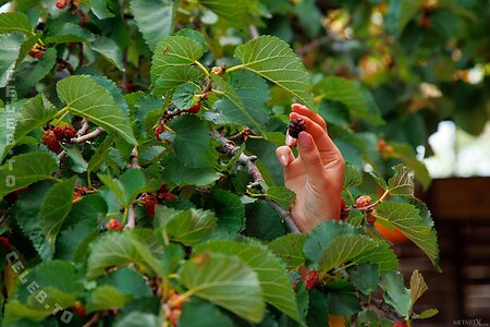 MetArtX Nude Leaked Photo #1906