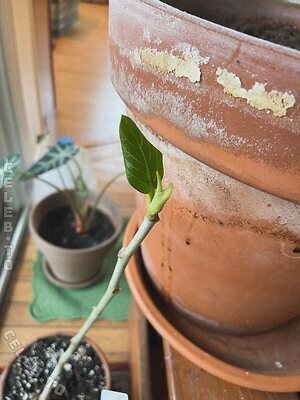 mickey Nude Leaked Photo #23