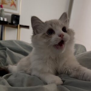 Serinide Social Media Thread leaked photo #8